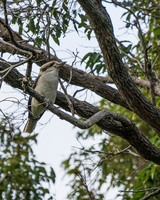 Kookaburra, Margaret River