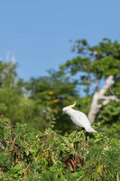 Sulphur Crested Cockatoo, Orpheus Island