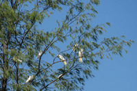 Sulphur Crested Cockatoos, Orpheus Island