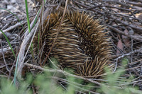 Echidna, Kangaroo Island, South Australia