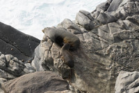 New Zealand Fur Seals, Kangaroo Island, South Australia