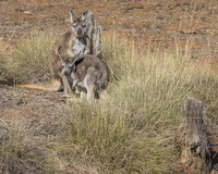 Kangaroo near Flinders Range, South Australia