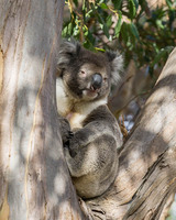 Koala, Kangaroo Island, South Australia