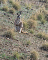 Kangaroo near Flinders Range, South Australia
