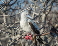 White Red-Footed Booby, Genovesa Island