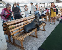 Sea Lions Shoo Tourists from Their Bench, Puerto Ayora, Santa Cruz Island