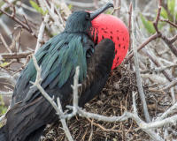 Male Frigatebird Displaying, Genovesa Island