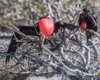 Male Frigatebirds Displaying, Genovesa Island