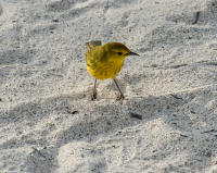 Yellow Warbler,  Genovesa ISland
