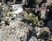 Swallow-Tailed Gulls Mating, Darwin Bay, Genovesa Island