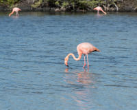 Carribean Flamingo, Santa Cruz Island