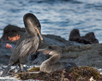Flightless Cormorant Pair, Punta Espinoza, Fernandina Island