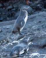 Galapagos Penguins, Tagus Cove, Isabela Island