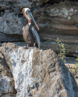 Brown Pelican, Tagus Cove, Isabela Island
